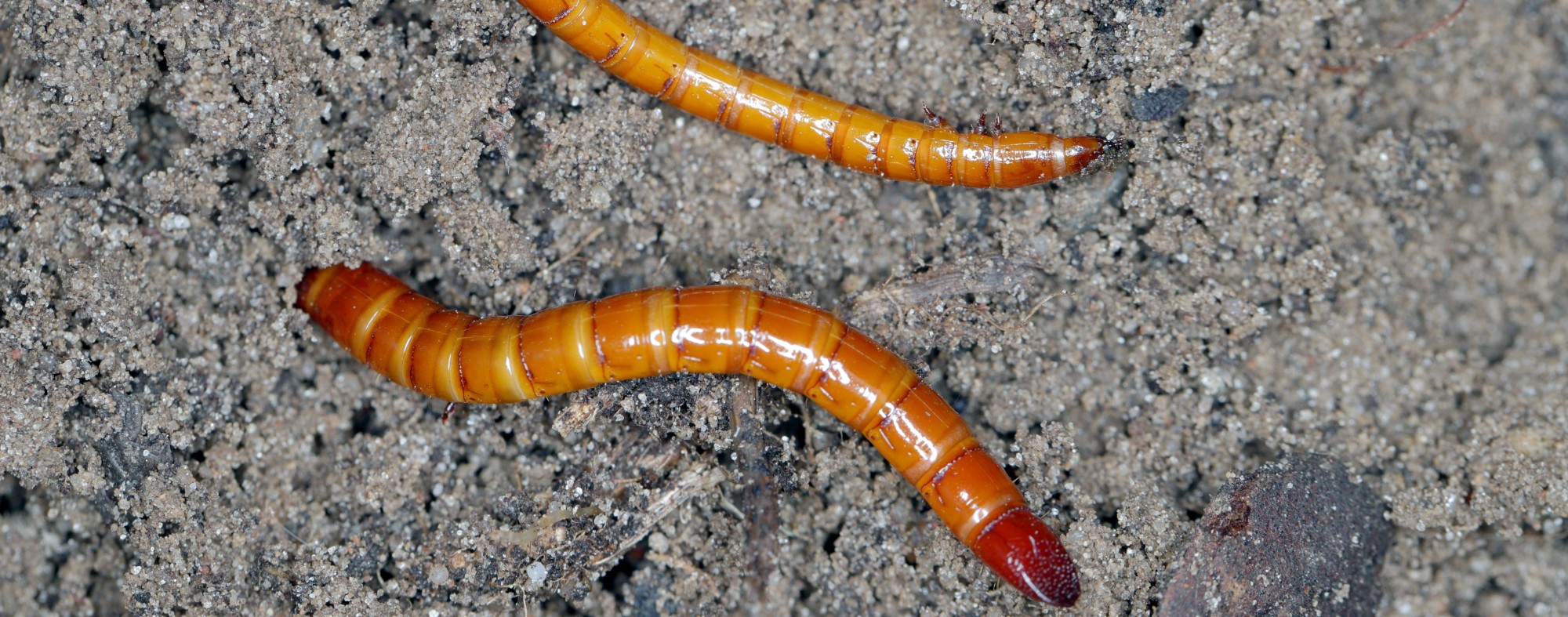 Alfinetes